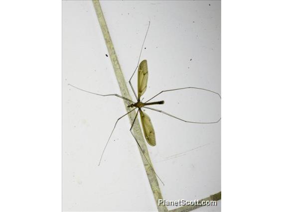 Crane Fly (Helius sp)