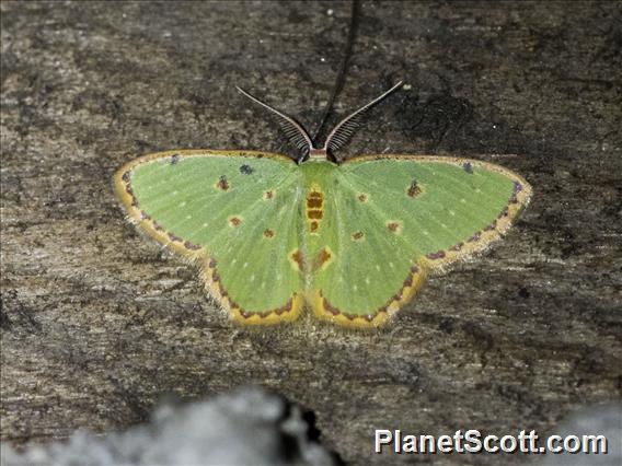 Emerald Moth (Comostola rufimargo)