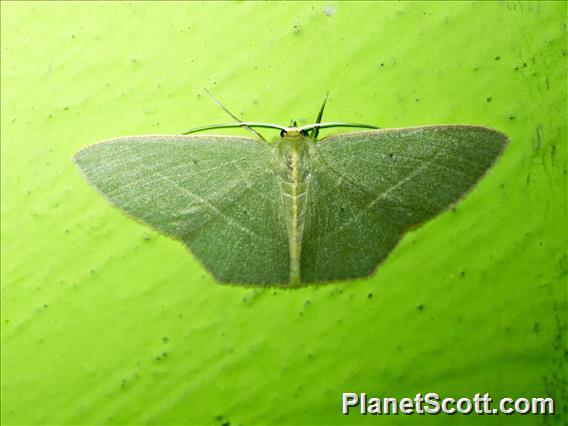 Emerald Moth (Prasinocyma sp)