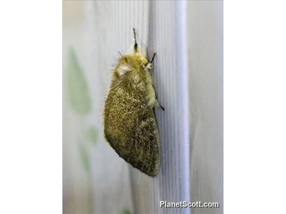 Tussock Moth (Lymantriinae sp)