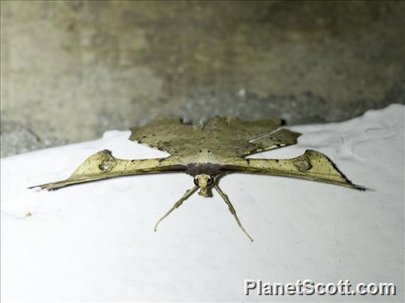 Geometer Moth (Xylinophylla maculata)