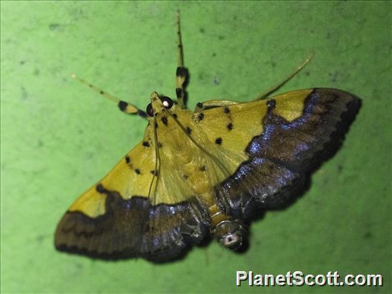 Pearl Moth (Endocrossis flavibasalis)