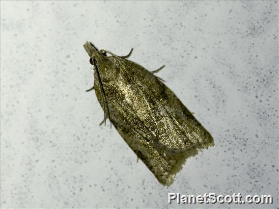 Tortricid Leafroller Moth (Tortricoidea sp)