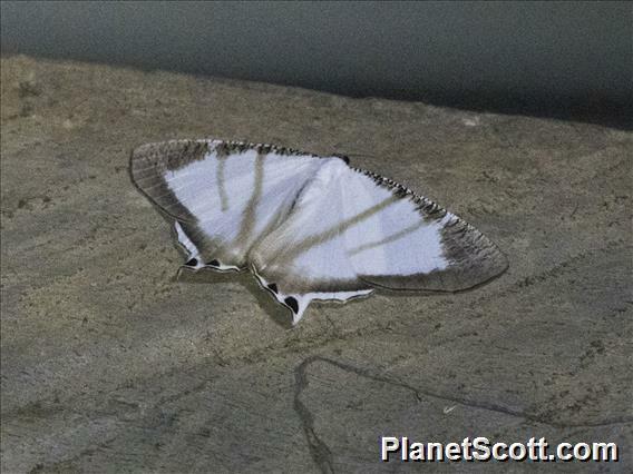 Swallowtail Moth (Cyphura marcoi)