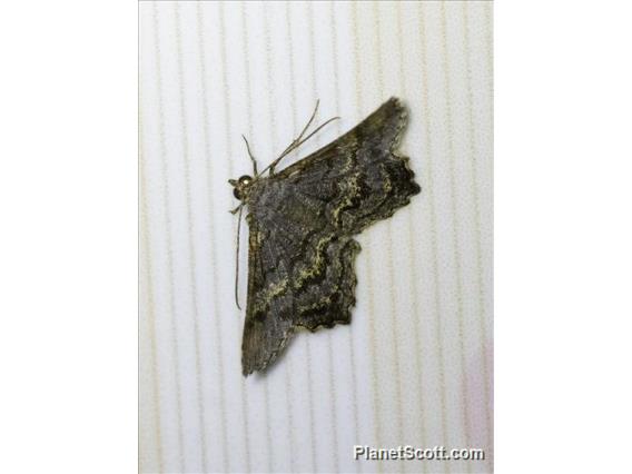 Angle Moth (Chiasmia goramata)