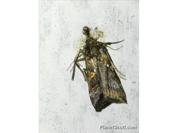 Pyraloid Moth (Pyraloidea sp)