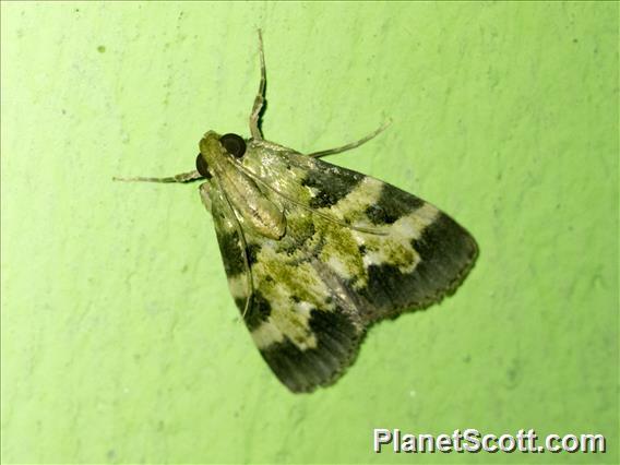 Pyralid Snout Moth (Epipaschiinae sp)