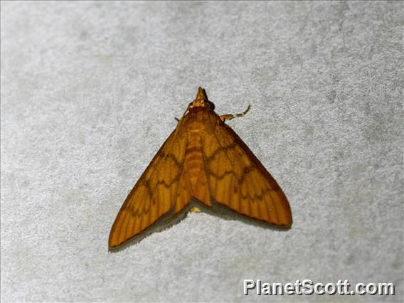 Crambid Snout Moth (Crambidae sp)