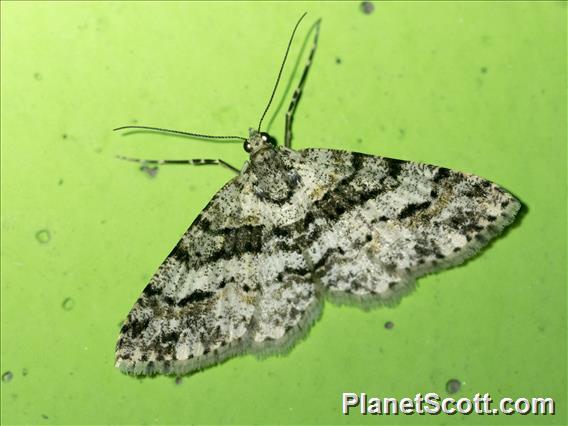 Pyraloid Moth (Pyraloidea sp)