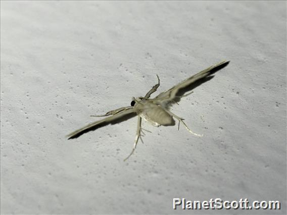 Crambid Snout Moth (Crambidae sp)