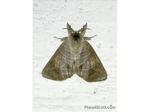 Prominent Moth (Clostera rubida)