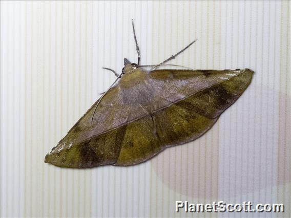 Geometer Moth (Geometridae sp)