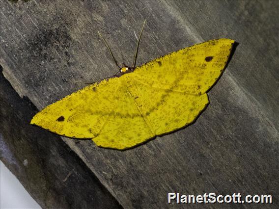 Geometer Moth (Eumelea sp)