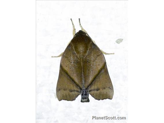 Cutworm Moth (Noctuidae sp)