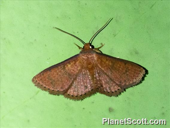 Geometer Moth (Geometridae sp)