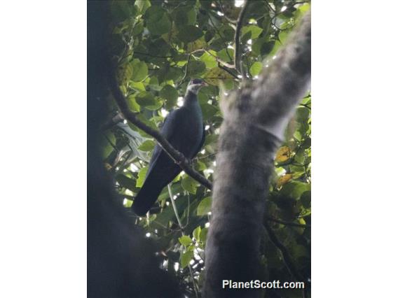 Metallic Pigeon (Columba vitiensis)