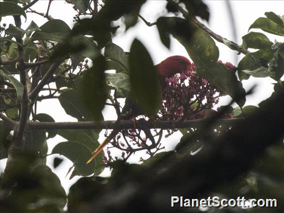 Josephine's Lorikeet (Charmosyna josefinae)