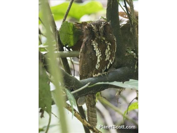 Feline Owlet-Nightjar (Aegotheles insignis)