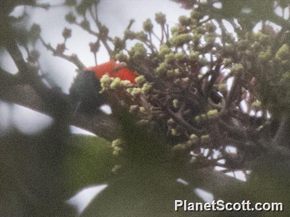 Red-collared Myzomela (Myzomela rosenbergii) - Male