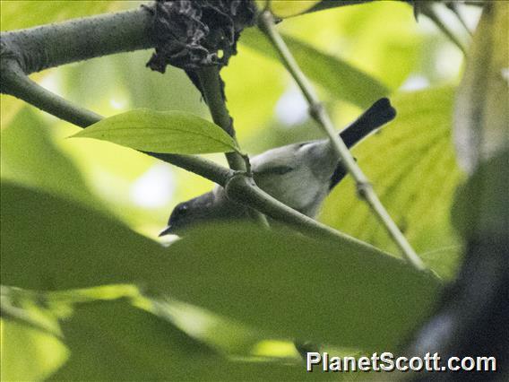 Mid-mountain Berrypecker (Melanocharis longicauda) - Female