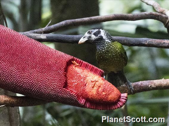 Arfak Catbird (Ailuroedus arfakianus)