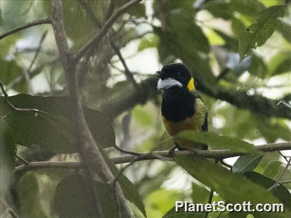 Sclater's Whistler (Pachycephala soror)