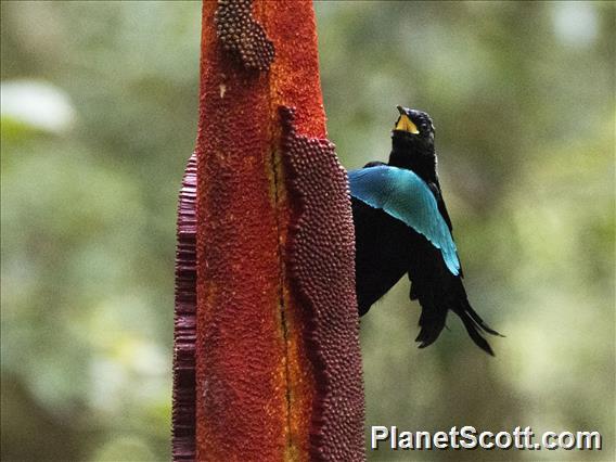 Vogelkop Lophorina (Lophorina niedda) - Male