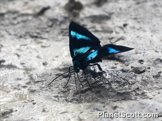 Geometer Moth (Milionia hypercallima)