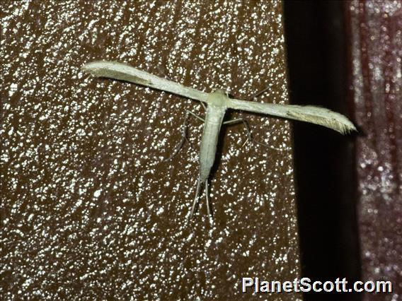 Plume Moth (Pterophoridae sp)