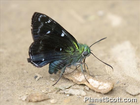 Greater Peacock (Awl Allora)