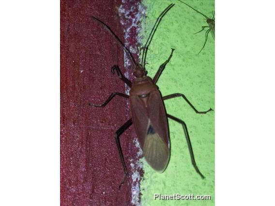 Bordered Plant Bug (Largidae sp)