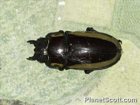 Bess Beetle (Passalidae sp)