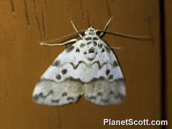 Lichen Moth (Eugoa sp)