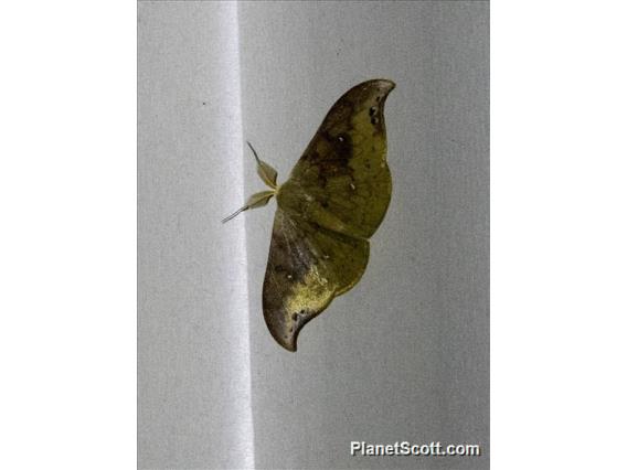 Hooktip Moth (Tridrepana olivacea)