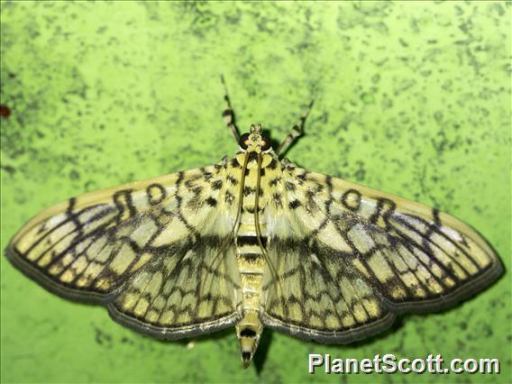 Pearl Moth (Haritalodes derogata)