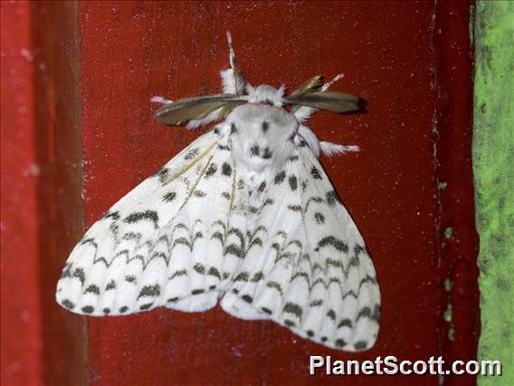 Tussock Moth (Lymantria sp)