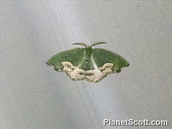 Emerald Moth (Dysdamartia quaesita)