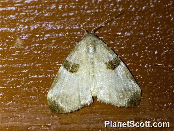 Tufted Moth (Nolidae sp)