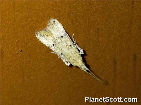 Long-horned Moth (Lecithoceridae sp)