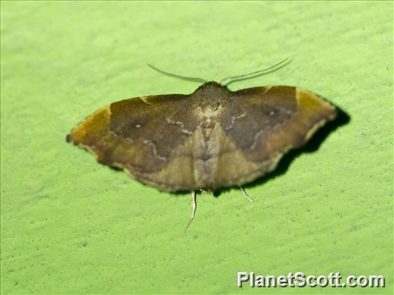 Hooktip Moth (Drepanidae sp)