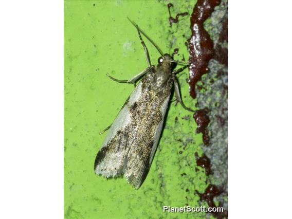 Pyralid Snout Moth (Pyralidae sp)