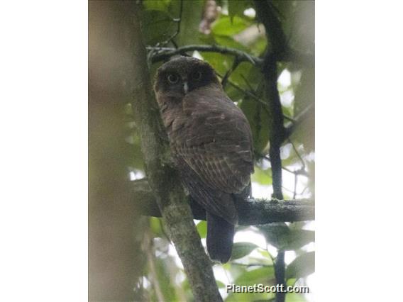 Rufous Owl (Ninox rufa)