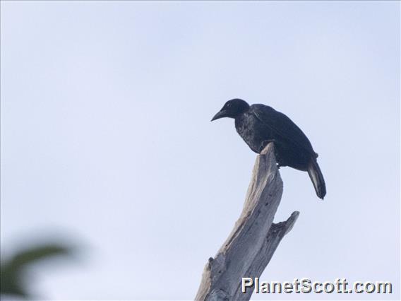 Twelve-wired Bird-of-Paradise (Seleucidis melanoleucus) - Female