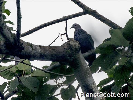 Pinon Imperial-Pigeon (Ducula pinon)