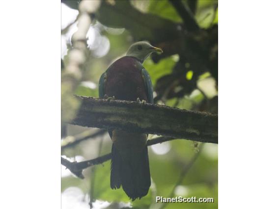 Wompoo Fruit-Dove (Ptilinopus magnificus)