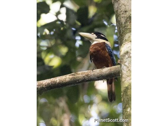 Rufous-bellied Kookaburra (Dacelo gaudichaud)