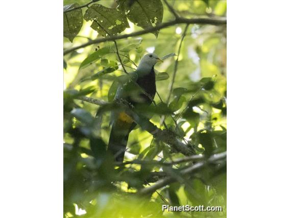 Wompoo Fruit-Dove (Ptilinopus magnificus)