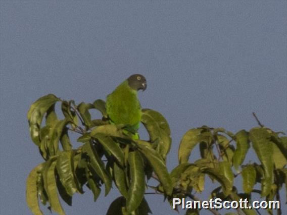 Red-cheeked Parrot (Geoffroyus geoffroyi) - Female