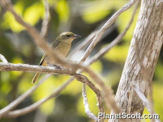 Fawn-breasted Whistler (Pachycephala orpheus)