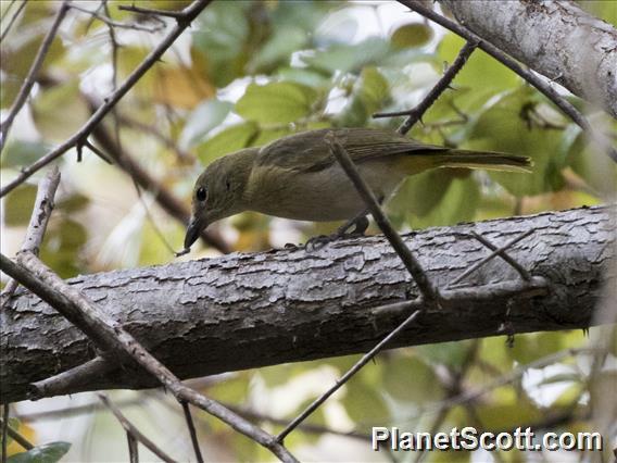 Fawn-breasted Whistler (Pachycephala orpheus)